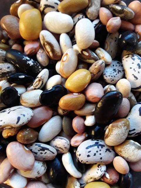 Colorful Climbing Bean Mix